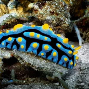 Phyllidia Varicosa Coelestis - Nudibranco detritivoro
