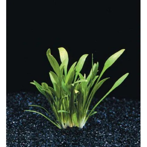 CRYPTOCORYNE PARVA in vasetto, piccola pianta da primo piano