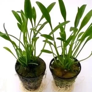 CRYPTOCORYNE PARVA in vasetto, piccola pianta da primo piano
