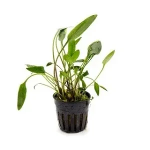 CRYPTOCORYNE SP. in vasetto, piccola pianta da primo piano