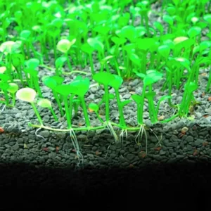 Marsilea Hirsuta 6x6 cm, pianta da pratino e primo piano facile