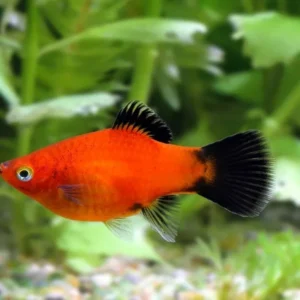 Platy Red Wagtail, xiphophorus maculatus 3 cm