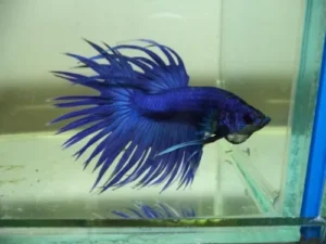 Betta splendens crowntail blue, pesce combattente maschio