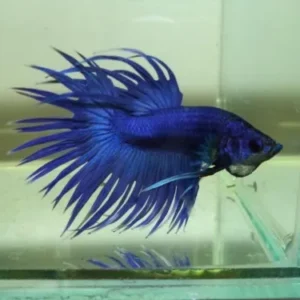 Betta splendens crowntail blue, pesce combattente maschio