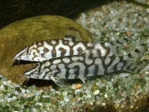 Botia Lohachata, Botia yo-yo 3-5 cm, pulitore mangia lumache