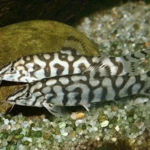 Botia Lohachata, Botia yo-yo 3-5 cm, pulitore mangia lumache