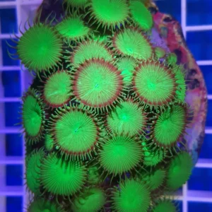 Protopalythoa green - Corallo molle facile - frag 3-5 cm