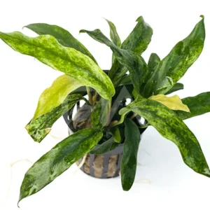 Anubias Minima Variegated, pianta facile a foglia larga