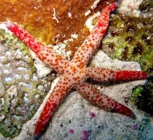 Linckia Multifora starfish 6 cm - Stella marina
