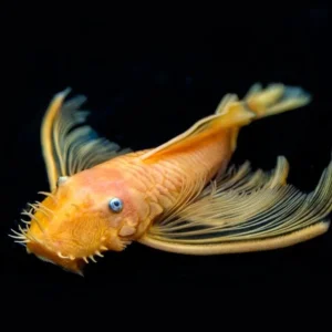 ANCISTRUS DOLICHOPTERUS gold/albino Veiltail 5 cm - pulitori da vetro pinne a velo