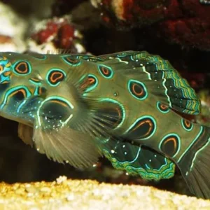 Synchiropus Picturatus - Pesce mandarino psichedelico