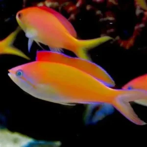 Mirolabrichthys Dispar Anthias - pesce pacifico da branco