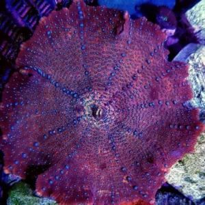Discosoma punctatus purple - Spotted Premium - Corallo molle facile - 1 disco su frag