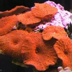 Discosoma ferrugatus Red Premium - Corallo molle facile - 1 disco su frag