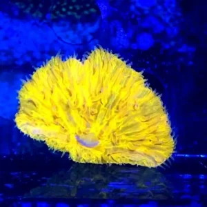 Fungia Shocking Orange Australia - FOTO REALE - Corallo duro LPS facile