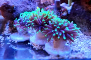 Euphyllia Glabrescens punte verde fluo 1 calice - FOTO REALE - Corallo duro LPS facile