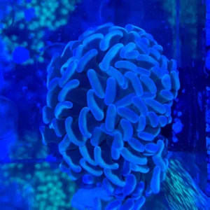 Euphyllia Parancora Australia - FOTO REALE - Corallo duro LPS facile