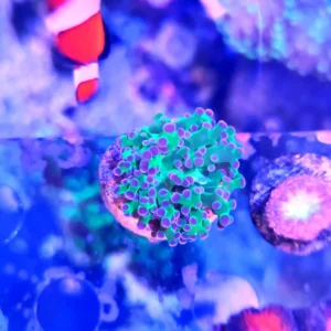 Euphyllia Divisa base verde punte fucsia Australia - Corallo duro LPS facile