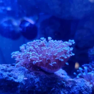 Euphyllia Paradivisa base viola, punte verde acqua 2 calici - FOTO REALE - Corallo duro LPS facile