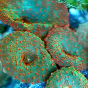 Discosoma punctatus green/orange - Spotted Premium - Corallo molle facile - 1 disco su frag