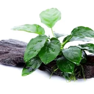 Anubias Nana su LEGNO, pianta facile a foglia larga
