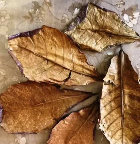 10 FOGLIE DI CATAPPA - MANDORLO INDIANO, KETAPANG