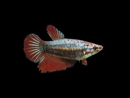 Betta splendens femmina color mix veiltail, pesce combattente femmina
