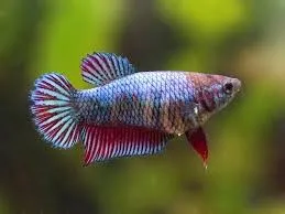 Betta splendens femmina color mix veiltail, pesce combattente femmina