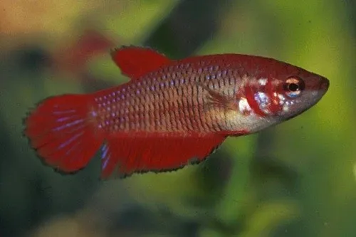 Betta splendens femmina color mix veiltail, pesce combattente femmina