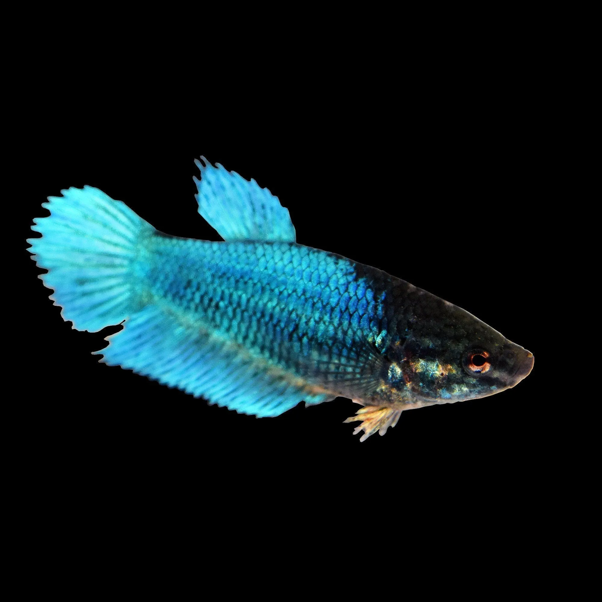 Betta splendens femmina color mix veiltail, pesce combattente femmina