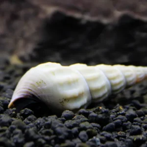 Lumaca Brotia Herculea WHITE Snail 5-6 cm