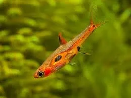 Rasbora Merah - Boraras Merah - Phoenix rasbora 1,5 cm - Nanofish