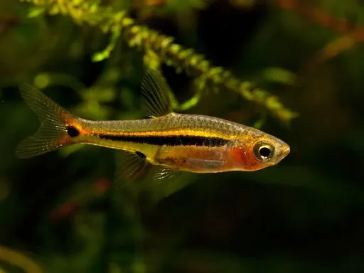 Rasbora urophthalmoides - Boraras urophthalmoides - Least rasbora 1-1,5 cm - Nanofish