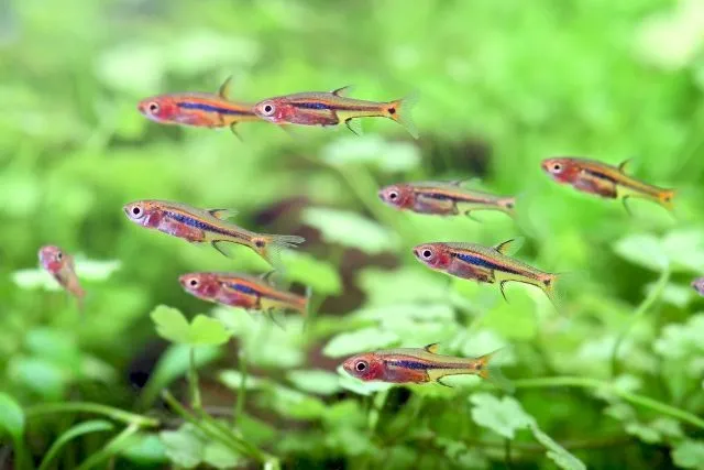 Rasbora urophthalmoides - Boraras urophthalmoides - Least rasbora 1-1,5 cm - Nanofish