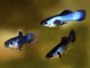 Coppia di Guppy Blue Panda Nano, Dwarf Poecilia reticulata 2 cm maschio + femmina
