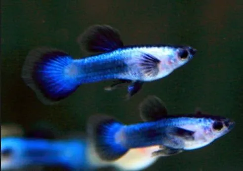 Coppia di Guppy Blue Panda Nano, Dwarf Poecilia reticulata 2 cm maschio + femmina