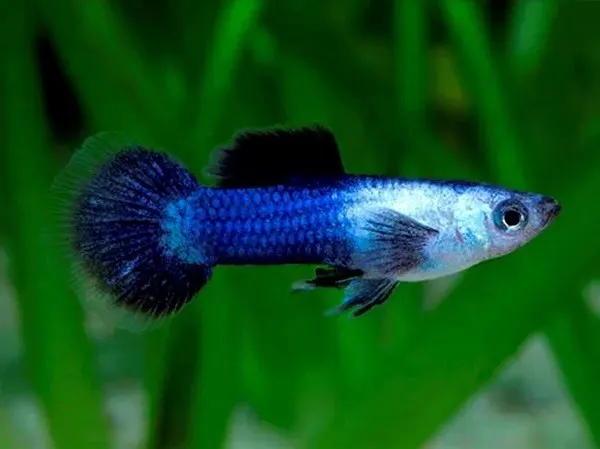Coppia di Guppy Blue Panda Nano, Dwarf Poecilia reticulata 2 cm maschio + femmina