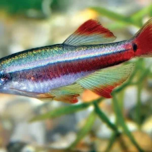 Tanichthys albonubes original 2 cm - pesce da branco resistente alle basse temperature - Tanictis