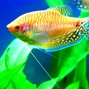 Trichogaster trichopterus Golden, Gurami gold 4-6 cm