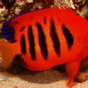 Centropyge Loriculus - Pesce angelo pigmeo fiammeggiante taglia XL