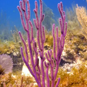 Gorgonia Sea Fan Branch - Corallo molle facile - frag