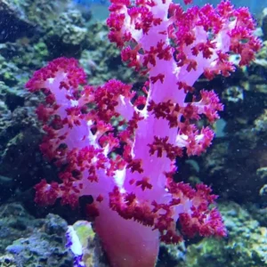 Scleronephthya sp. Cauliflowers Tree Pink - Corallo molle facile - frag