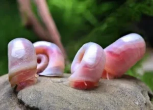 PLANORBARIUS CORNEUS PINK, ROSA - lumaca detritivora - Planorbella Duryi Pink