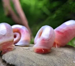PLANORBARIUS CORNEUS PINK, ROSA - lumaca detritivora - Planorbella Duryi Pink