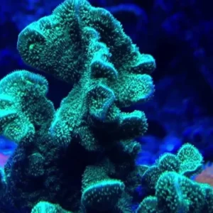 Pavona Decussata green - Coralo duro SPS verde - frag 3-6 cm