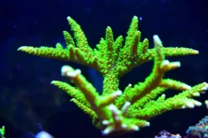 Montipora Stellata - Coralo duro SPS- frag 6-8 cm