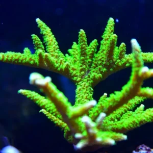 Montipora Stellata - Coralo duro SPS- frag 6-8 cm