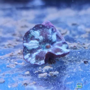 Discosoma coeruleostriatus Mushroom - verde/bianco - Corallo molle facile - 1 disco su frag