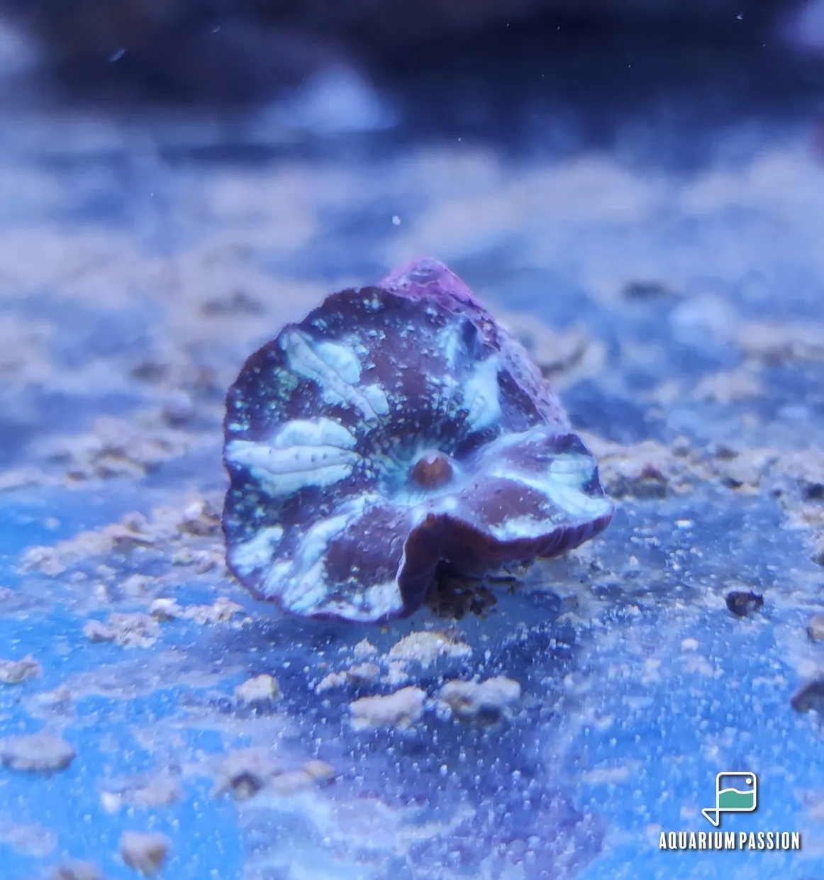 Discosoma coeruleostriatus Mushroom - verde/bianco - Corallo molle facile - 1 disco su frag