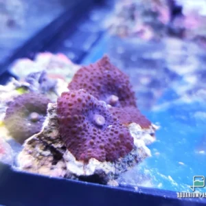 Discosoma punctatus purple - FOTO REALI - Corallo molle facile - 1 disco su frag